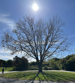 One of my locations from the Spatial Workshop 1, a cool tree near the Athletics building.